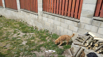 Daruji štěně - 4