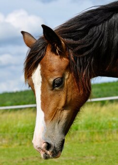 Klisna Welsh Cob 1 rok - plavka - 4