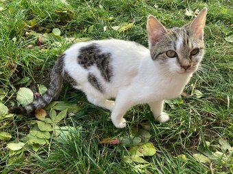 Daruji kotě nalezené v lese - 4