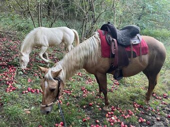 Prodám březí kobylku qh My Chex Roayal Lady - 4