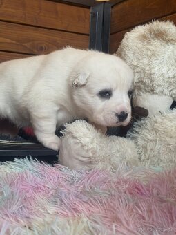 Středoasijský pastevecký pes štěňátka - 4