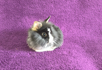 Zakrslý králík lvíček - 4