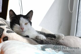 Maverick ❤ citlivý krasavec ❤ - 4