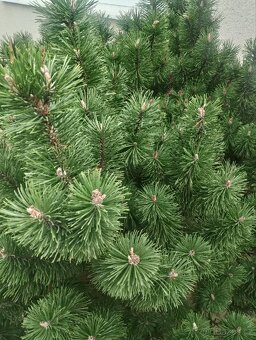 Borovice Kleč 1,5 x 2m ( Pinus Mugo ) - 4