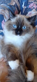 Ragdoll s PP - 4