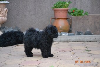 PULI - štěňata hledají nový domov - 4