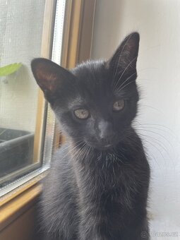 Jsme tři malí kočičí kluci, experti na mazlení 🐾🐈⬛ - 4