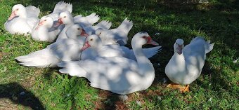 Kachna pižmová bílá + kačeři 6x - 4