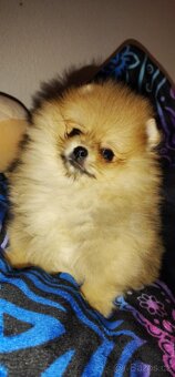 Pomeranian TOP fenečka a pejsek - 4