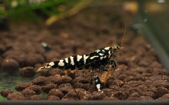 Krevetky Caridina různé druhy - 4