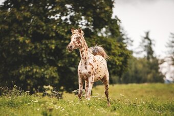 Nádherná klisna sportovního knabstruppera - 4