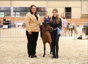 Minihorse klisna - 4