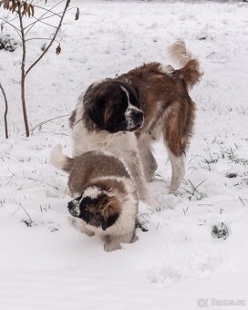 Moskevský strážní pes s PP FCI. - 4