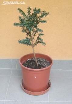 TRVALKY - mladé rostlinky - 4