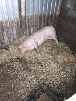 Prodám prase - 4