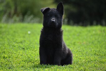 Nemecky ovcak stenata - 4