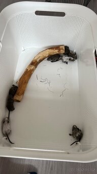 Osmák degu - 4
