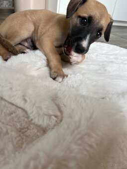 Vipet/ whippet štěňátka - 4