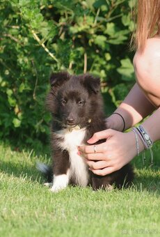 Sheltie/Šeltie - 4