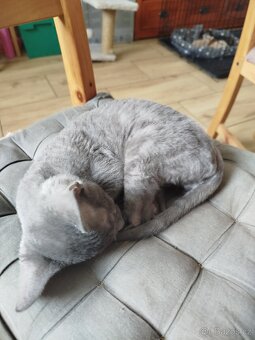 Cornish rex koťátko - 4