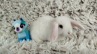 Zakrslý beránek, králíček, králík - HANNA - 4
