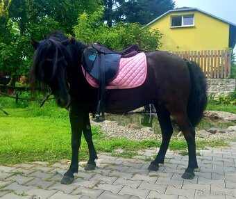 Černá kobylka pony - 4