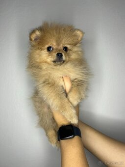 Štěňátka pomeranian bez PP - 4