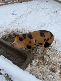 5ti měsíční selata kune - kune - 4