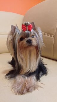 Jorkšírský teriér s PP - 4