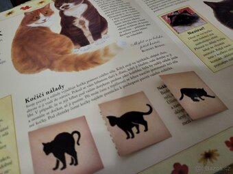 KOČKY pro děti - 4