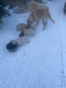 Zlatý retrívr štěňátka - 4