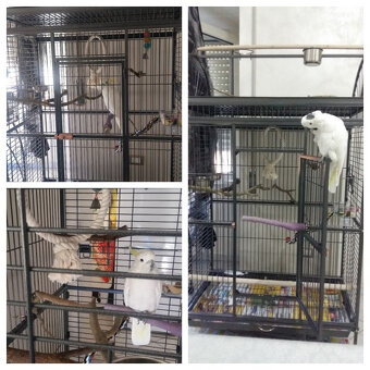 XXL klec - voliéra - 4