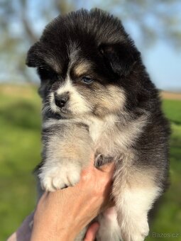 Pomsky / Pomeranian / Husky - 4