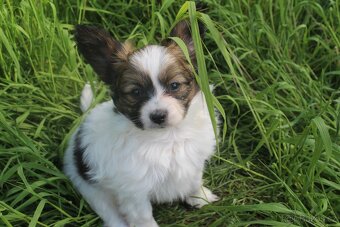 Papillon pejsek s PP - 4