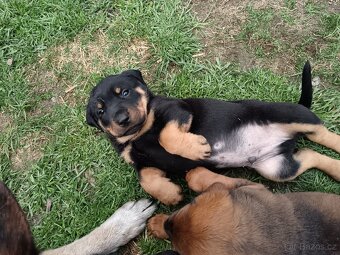 Steně RTW x Ridgeback - poslední volný pes. K ODBĚRU - 4
