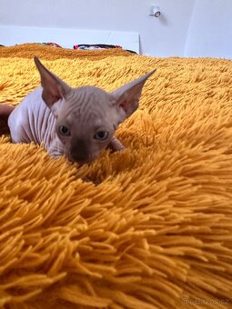 Kanadský Sphynx s průkazem původu - 4