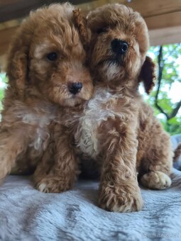 Cavapoo pudl kavalir - 4