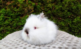 Zakrslý králík, králíček - TEDDY - ONDŘEJ a OTA - 4