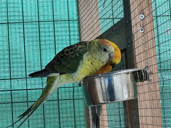 Papoušek zpěvavý - 4