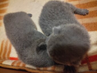 Britská modrá koťátka - 4