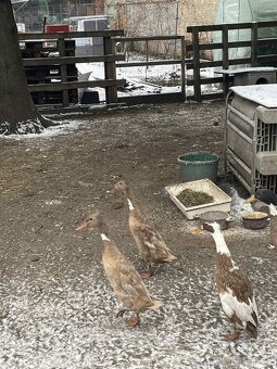 Indický běžec - 4