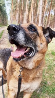 ROXY K ADOPCI - vděčná, nenáročná seniorka - 4