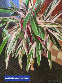 Calathea Triostar - 4