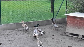 Indický běžec kachny - Sušice.  Okres Klatovy 🦆🦆🦆🦆🦆🦆 - 4