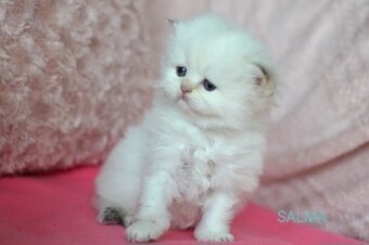 Britská koťátka s PP k rezervaci - 4