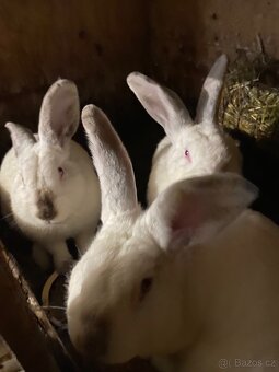 Kalifornský králík - 4