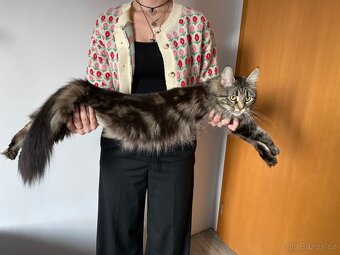 Mainská mývalí - 4