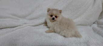 Německý špic Pomerian - 4