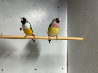 Prodám Amadina Gouldové - 4