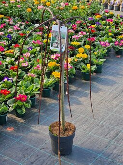 Jarní květiny, rostliny - 4